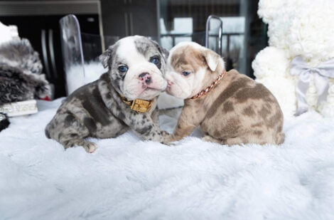 Ellie Mini English Bulldog - Image 3