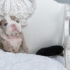 Ellie Mini English Bulldog - Image 4