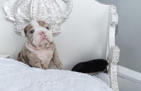 Ellie Mini English Bulldog - Image 4