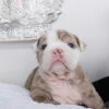 Ellie Mini English Bulldog - Image 5