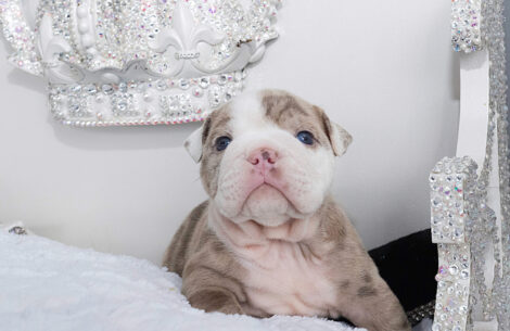 Ellie Mini English Bulldog - Image 5
