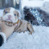 Ellie Mini English Bulldog