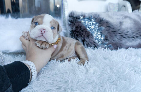 Ellie Mini English Bulldog