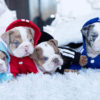 Ellie Mini English Bulldog - Image 2