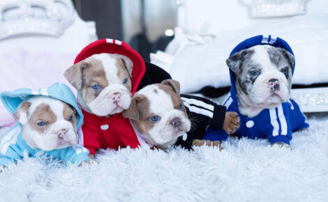 Ellie Mini English Bulldog - Image 2