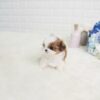 Scooter Teacup Shih Tzu