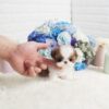 Scooter Teacup Shih Tzu - Image 2