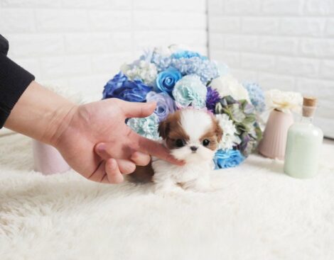 Scooter Teacup Shih Tzu - Image 2