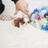 Scooter Teacup Shih Tzu - Image 3