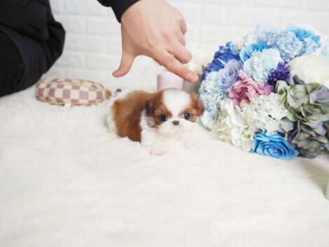 Scooter Teacup Shih Tzu - Image 3