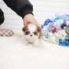 Scooter Teacup Shih Tzu - Image 4