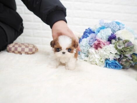 Scooter Teacup Shih Tzu - Image 4