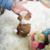 Scooter Teacup Shih Tzu - Image 5