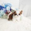 Scooter Teacup Shih Tzu - Image 6