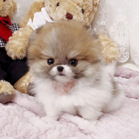 Nigel Teacup Pomeranian