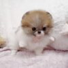 Nigel Teacup Pomeranian - Image 5