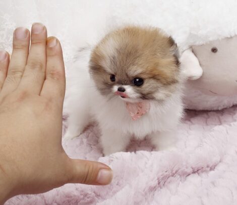 Nigel Teacup Pomeranian - Image 6