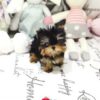 Yolanda Tiny Toy Yorkie
