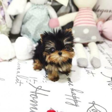 Yolanda Tiny Toy Yorkie
