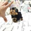 Yolanda Tiny Toy Yorkie - Image 2