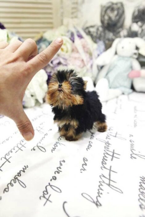 Yolanda Tiny Toy Yorkie - Image 2
