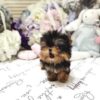 Yolanda Tiny Toy Yorkie - Image 3