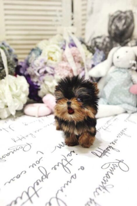 Yolanda Tiny Toy Yorkie - Image 3
