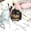 Yolanda Tiny Toy Yorkie - Image 4