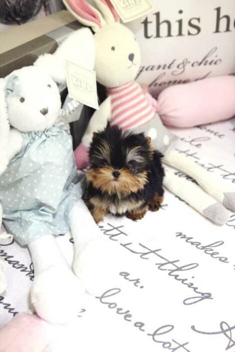 Yolanda Tiny Toy Yorkie - Image 4
