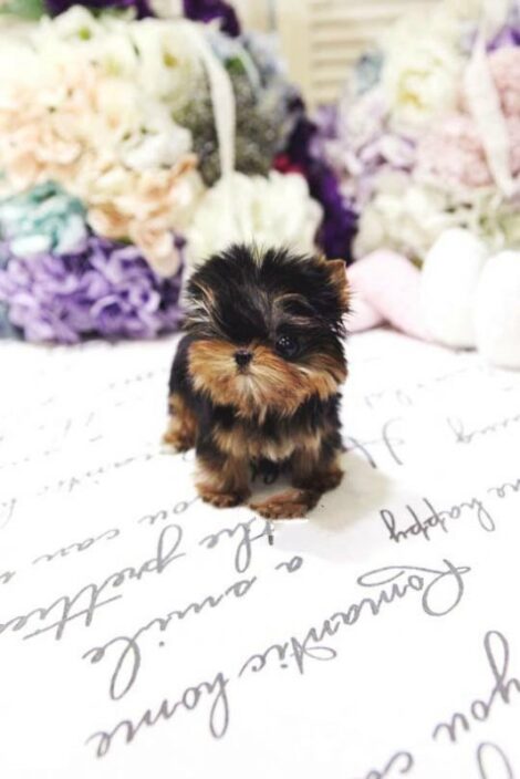 Yolanda Tiny Toy Yorkie - Image 5