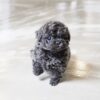 Preston Blue Teacup Poodle