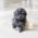 Preston Blue Teacup Poodle