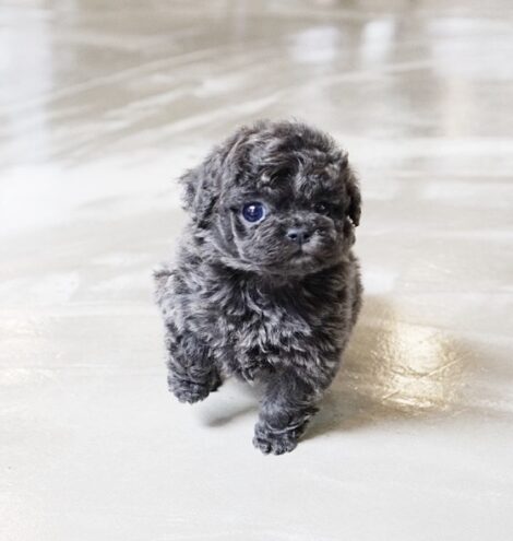 Preston Blue Teacup Poodle