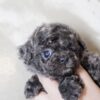 Preston Blue Teacup Poodle - Image 2