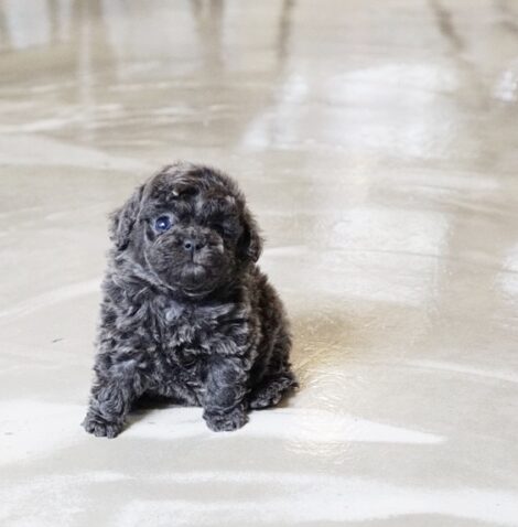 Preston Blue Teacup Poodle - Image 3