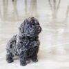Preston Blue Teacup Poodle - Image 4
