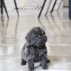 Preston Blue Teacup Poodle - Image 5