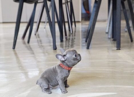 Fossi Blue Teacup Frenchy - Image 2