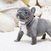 Faboo Blue Mini French Bulldog