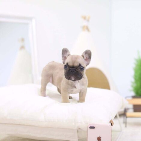 Fabio Mini French Bulldog