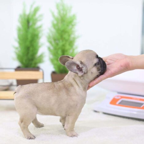 Fabio Mini French Bulldog - Image 2