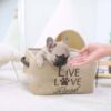 Fabio Mini French Bulldog - Image 3
