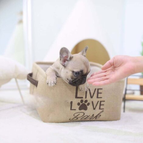 Fabio Mini French Bulldog - Image 3