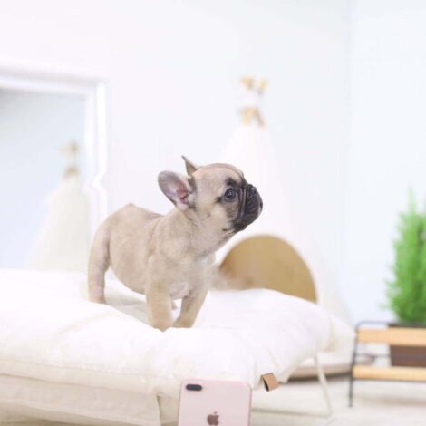 Fabio Mini French Bulldog - Image 4