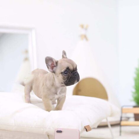 Fabio Mini French Bulldog - Image 5