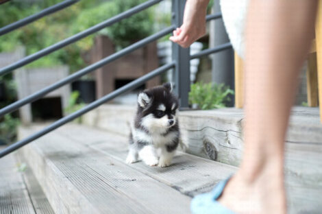 Gucci Teacup Pomsky - Image 2