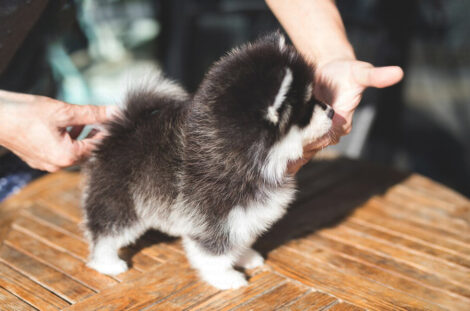 Gucci Teacup Pomsky - Image 3