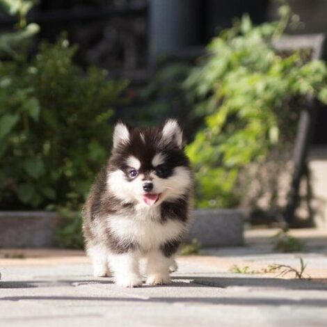 Gucci Teacup Pomsky - Image 4