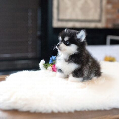 Gucci Teacup Pomsky - Image 8