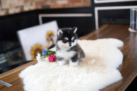 Gucci Teacup Pomsky - Image 5